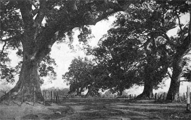 藤崎台の7本樟