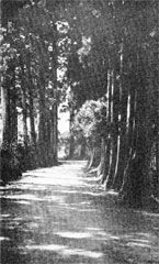 日光杉並木