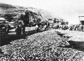 余市のニシン大漁