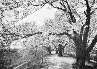 熊谷堤の桜